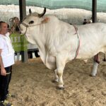 Campione di mostra e nazionale di razza marchigiana