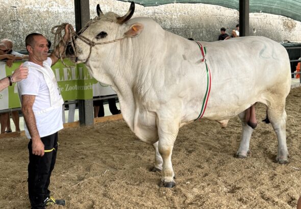 Campione di mostra e nazionale di razza marchigiana