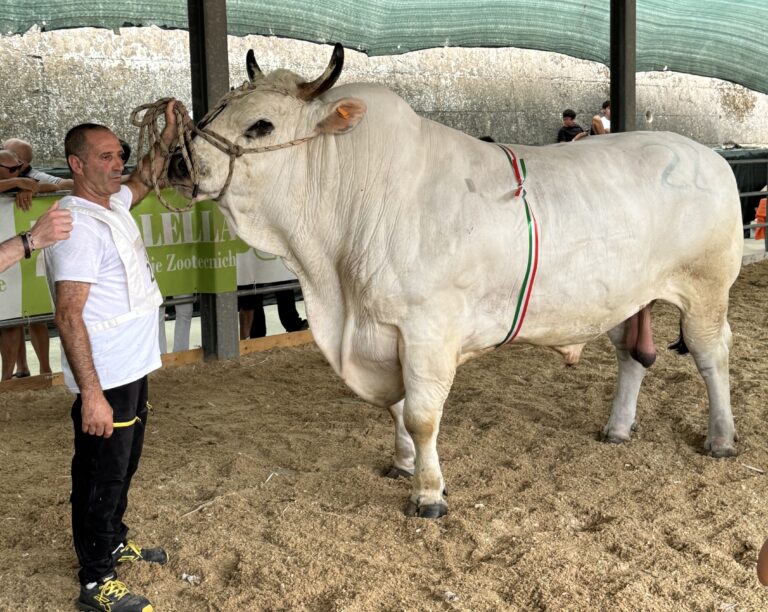 Campione di mostra e nazionale di razza marchigiana